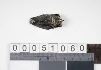 Piece of fossilised shark tooth