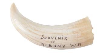 Souvenir of Albany