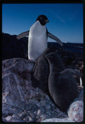 Adelie penguin and two chicks