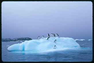 Adelie penguins standing on an iceberg in Antarctica
