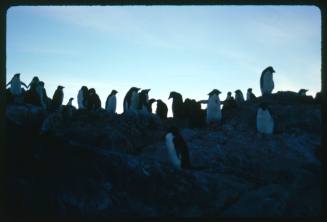 Adelie penguins standing on a rock in Antarctica