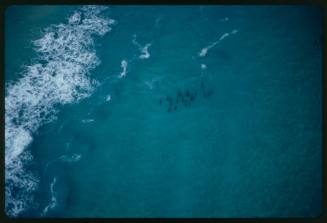 Aerial shot of group of sharks swimming in ocean near wave breaker zone
