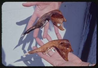 Pieces of small animals' skulls