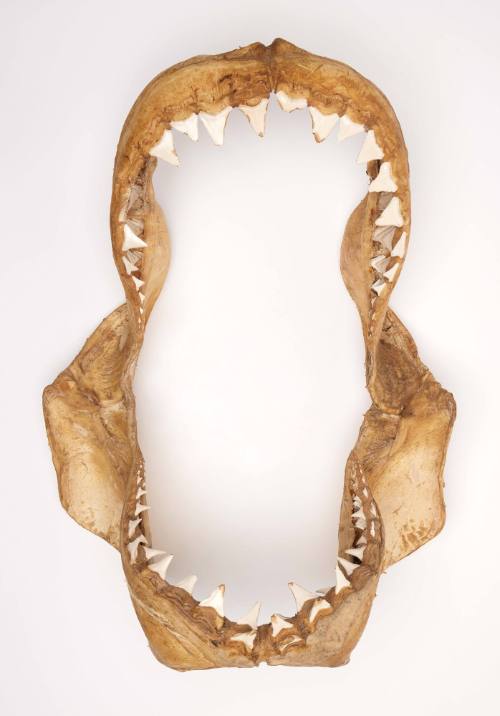 Jaws of a Great White Shark