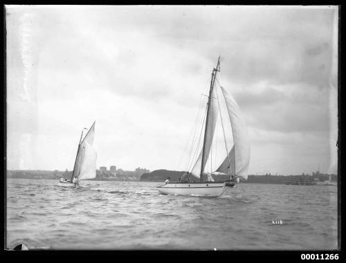 SASC yachts on Sydney Harbour