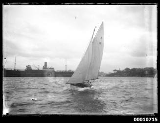 Yacht JUNE BIRD on Sydney Harbour, INSC 972