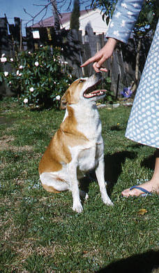 Ilsa Konrads and the family dog