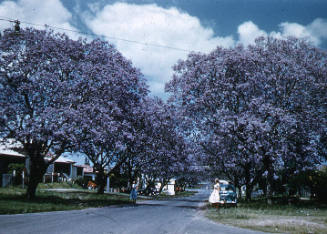 Jacaranda trees in Grafton