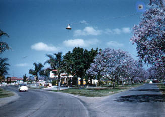 Jacaranda trees in Grafton