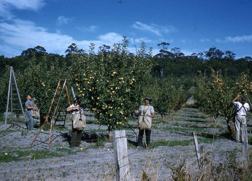 Men in an orchard picking fruit