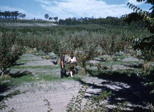 People in an orchard picking fruit