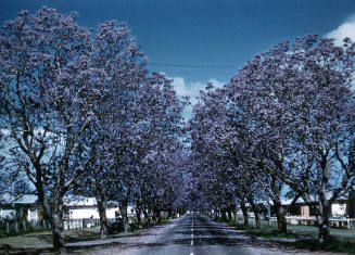 Jacaranda trees in South Grafton