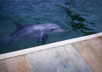 Dolphin at Jack Evans’ Pet Porpoise Pool