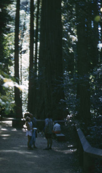 Red Wood trees, California