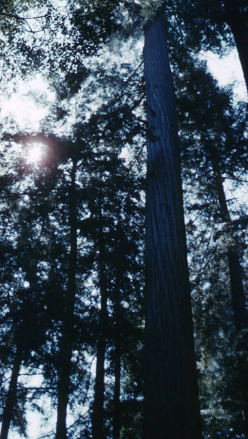 Red Wood trees, California