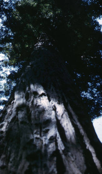 Red Wood trees, California