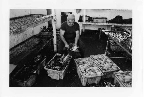 Untitled (Harvey Mansell cleaning the birds)