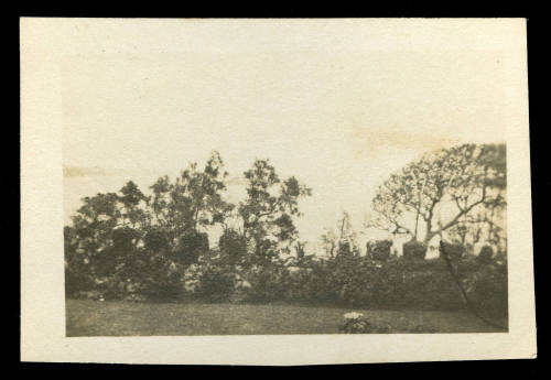 Black and white photograph of several trees along a garden wall, with the ocean in the background