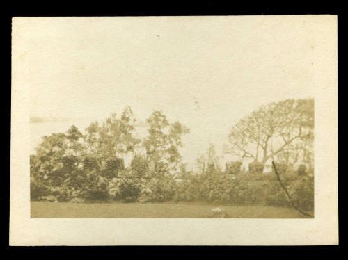 Black and white photograph of several trees along a garden wall, with the ocean in the background