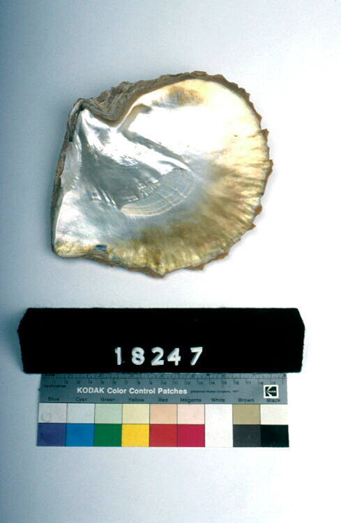 Gold lipped pearl shell: : Torres Strait Islands