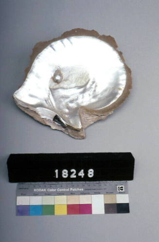 Silver lipped pearl shell with pearl blister: Torres Strait Islands