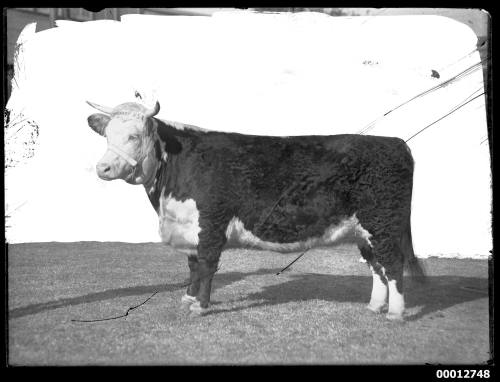 Hereford cow 'Minerva Lily' at the Royal Agricultural Show, Sydney