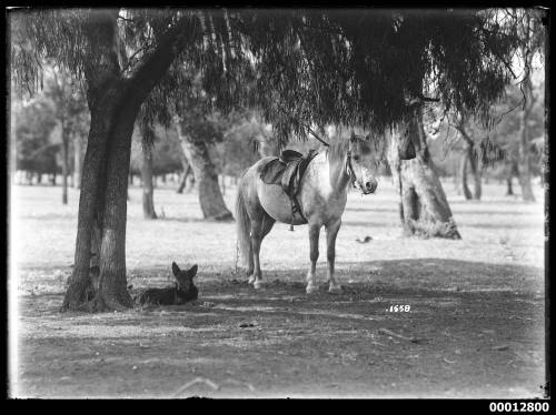 Rural scene of a horse and a dog resting beneath a tree