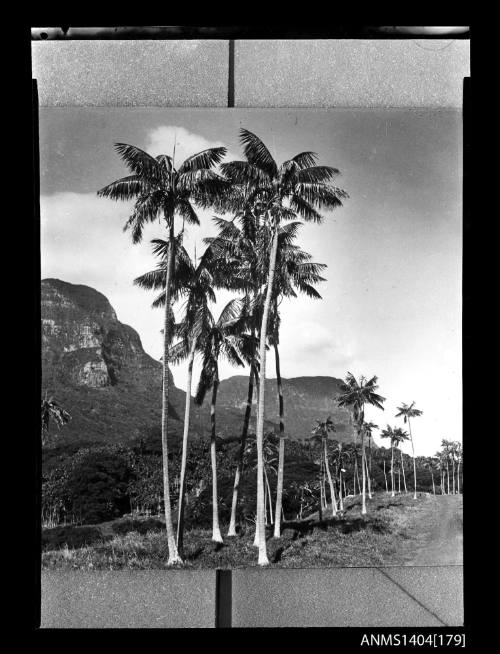 Photographic negative showing palm trees and landscape at Lord Howe Island