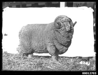 Portrait of a ram, possibly at the Royal Agricultural Show, Sydney