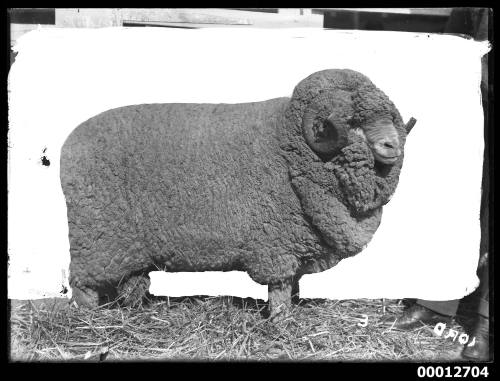 Portrait of a ram, possibly at the Royal Agricultural Show, Sydney