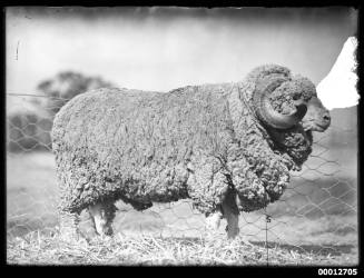 Portrait of a ram, possibly at the Royal Agricultural Show, Sydney