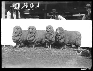 Four sheep, possibly at the Royal Agricultural Show, Sydney