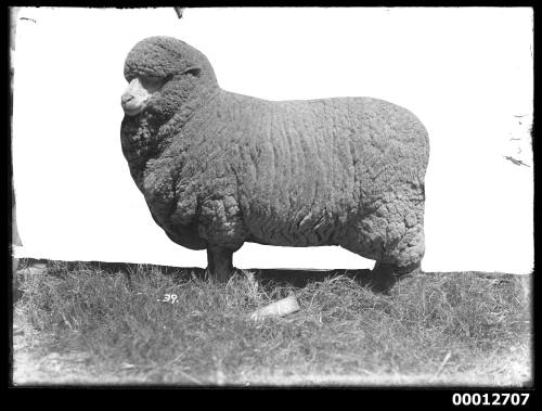 Portrait of a sheep, possibly at the Royal Agricultural Show, Sydney