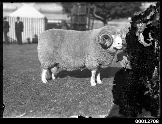 Portrait of a sheep, possibly at the Royal Agricultural Show, Sydney