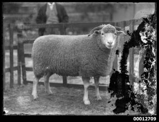 Portrait of a sheep, possibly at the Royal Agricultural Show, Sydney