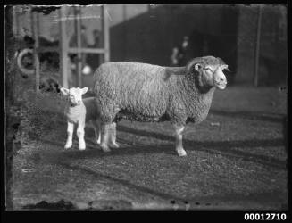 Portrait of a sheep and a lamb, possibly at the Royal Agricultural Show, Sydney