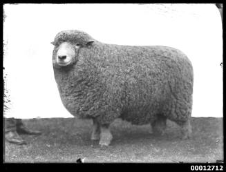 Portrait of a sheep, possibly at the Royal Agricultural Show, Sydney