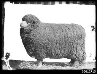 Portrait of a sheep, 'Moody', possibly at the Royal Agricultural Show, Sydney