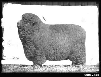 Portrait of a Corriedale sheep, possibly at the Royal Agricultural Show, Sydney