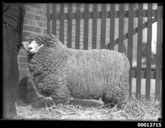 Portrait of a sheep, possibly at the Royal Agricultural Show, Sydney