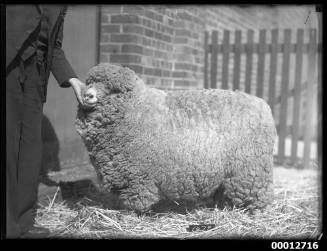 Prize sheep during a livestock show, likely to be the Royal Sydney Easter Show