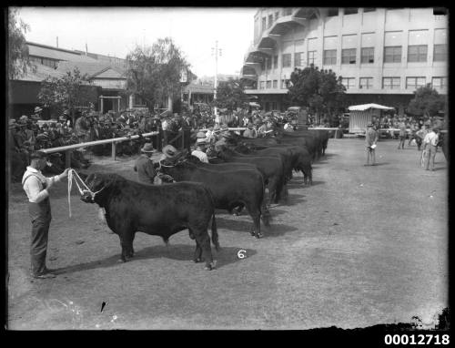 Judging the Aberdeen Argus bull at the Royal Agricultural Show, Sydney