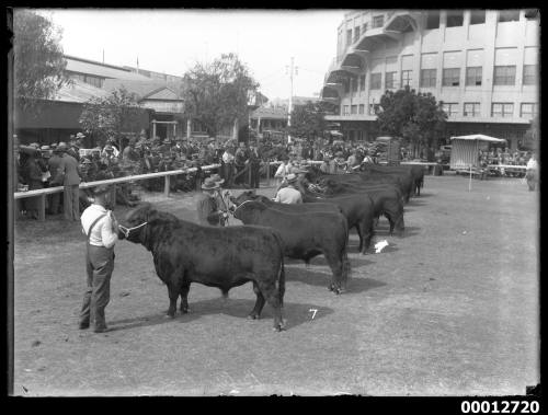 Judging Aberdeen Argus bulls, Royal Sydney Easter Show