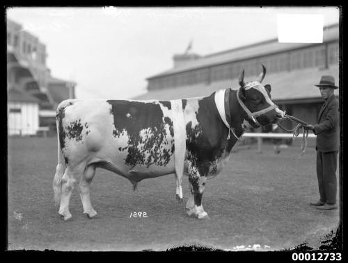 Champion Ayrshire bull at the Royal Agricultural Show, Sydney