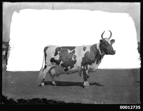 Champion Ayrshire cow at the Royal Agricultural Show, Sydney