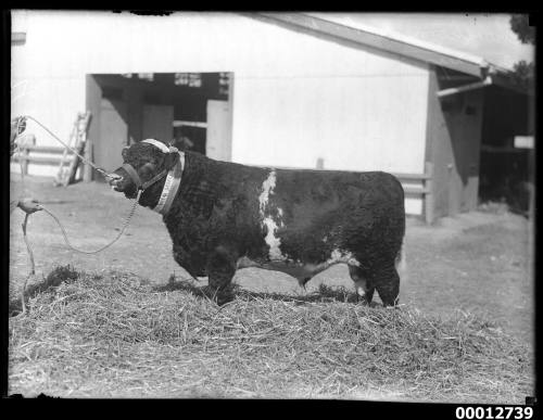 Reserve Champion Shorthorn bull at the Royal Agricultural Show, Sydney