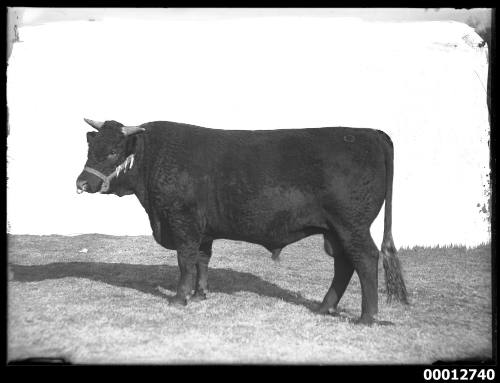 Portrait of a bull, possibly at the Royal Agricultural Show, Sydney