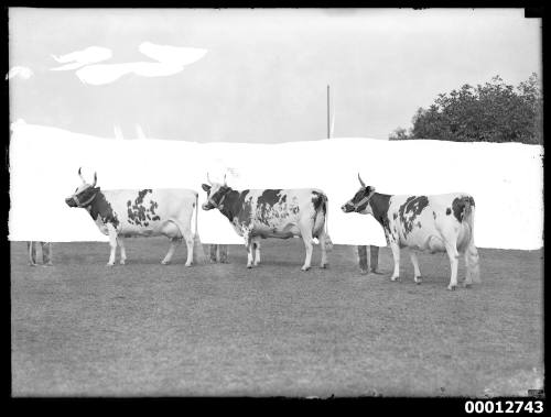 Ayrshire group 1st prize at the Royal Agricultural Show, Sydney