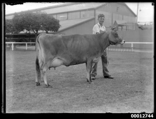 Champion Jersey cow, owned by the Birdsall family, at the Royal Agricultural Show, Sydney