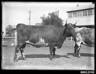 Portrait of a cow, possibly at the Royal Agricultural Show, Sydney